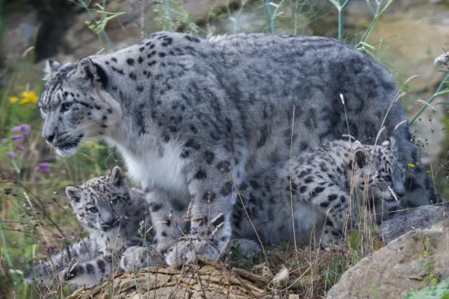 Snow leopard at Twycross