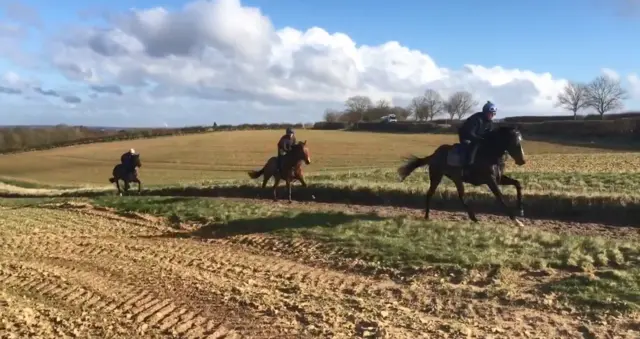 horses being kept fit