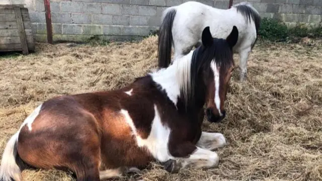 Horses at the centre