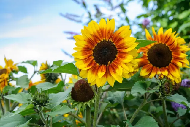 Sunflowers