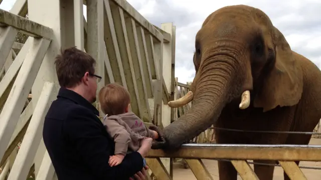 Boy feeding an elephant at Colchester Zoo