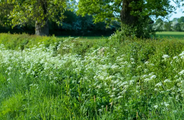 Grass verge