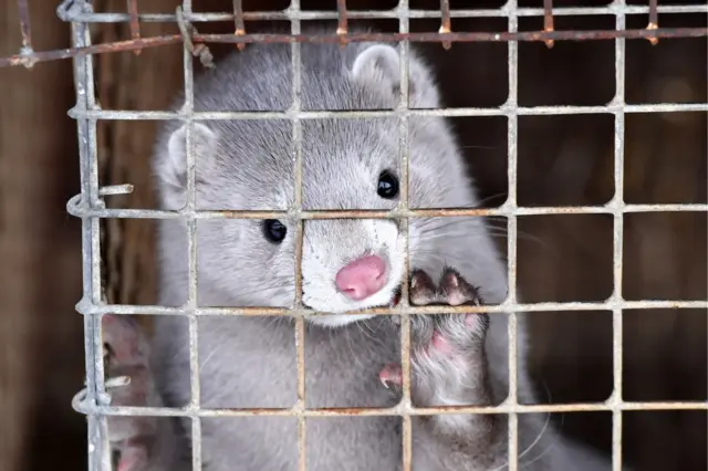 Mink
