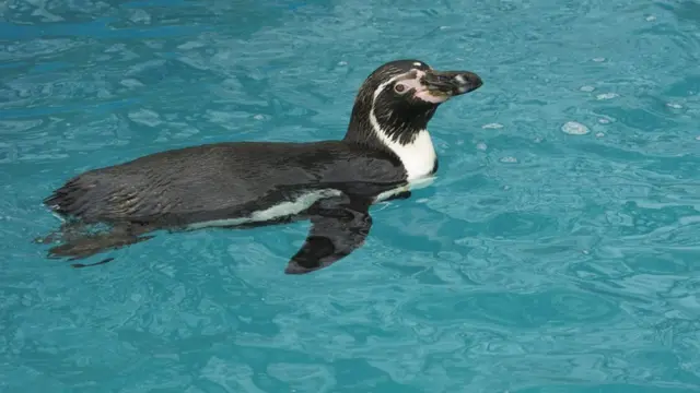 Penguin at Welsh Mountain Zoo