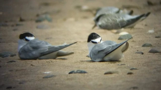 The little terns at Gronant