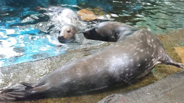 Two seal pups meeting