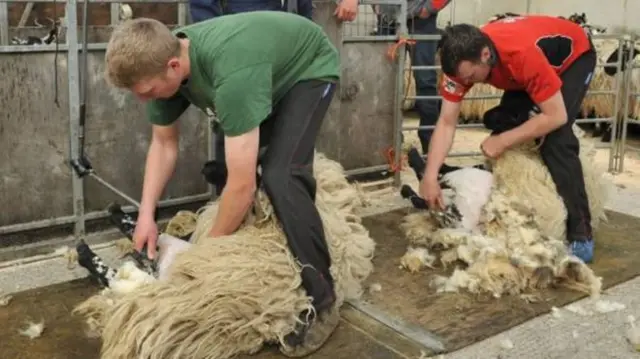 Sheep being sheared