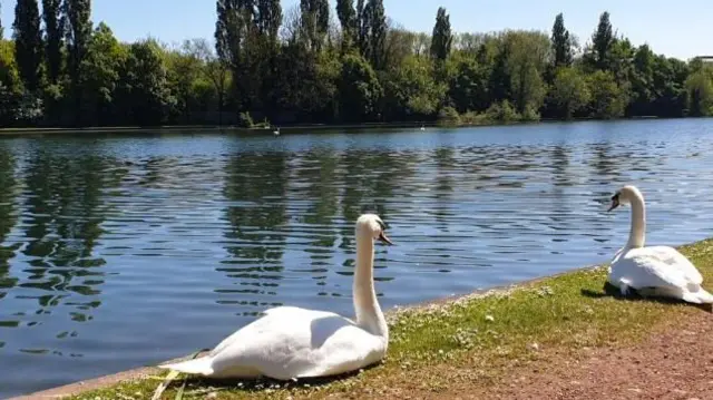 Swans in Kings Heath