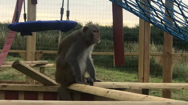 Macaque Monkeys