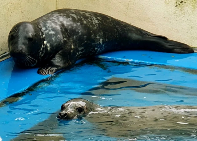 Two seal pups