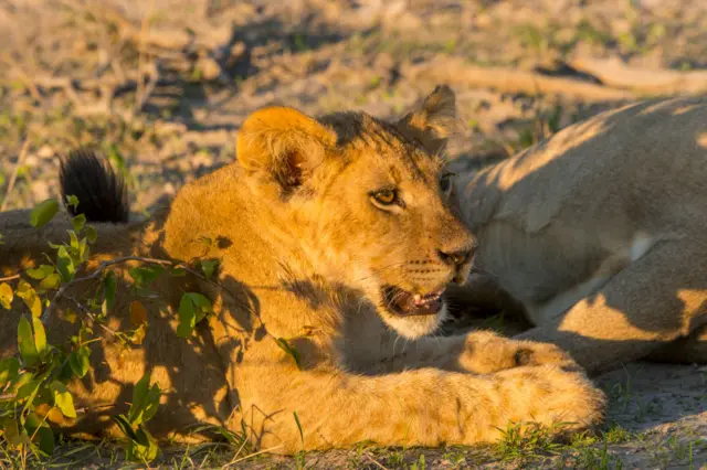 An about 6 months old lion cub, Botswana