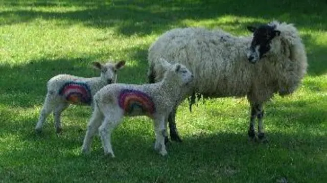 Rainbow sheep in Malton