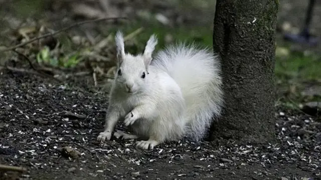 The squirrel's distinctive colouring is caused by a genetic condition