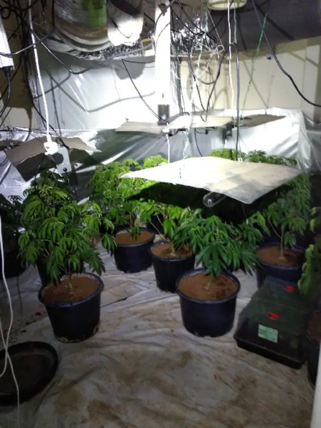 Cannabis grow