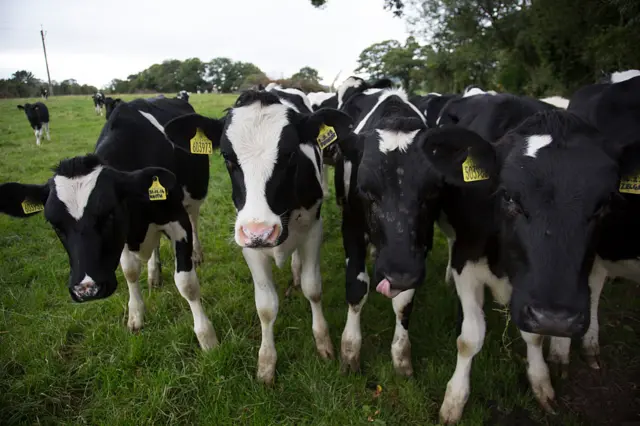 Cows in a field