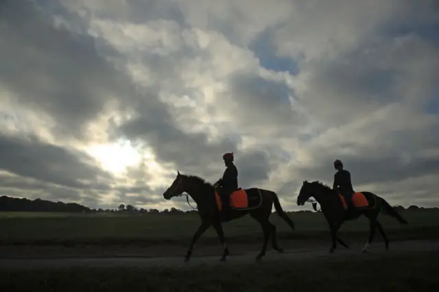 Horses in training