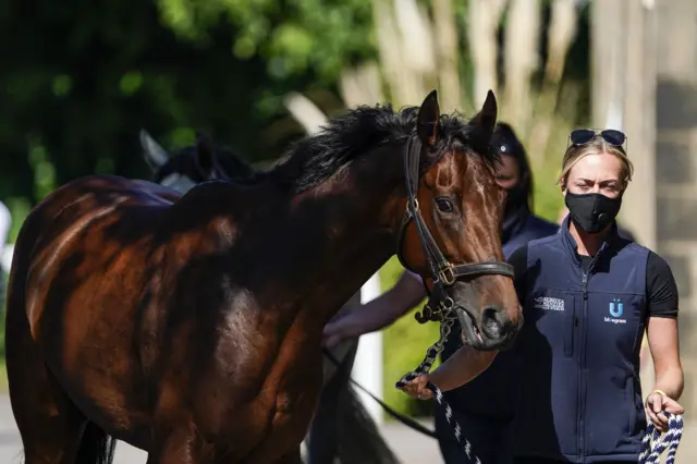 A horse at Newcastle