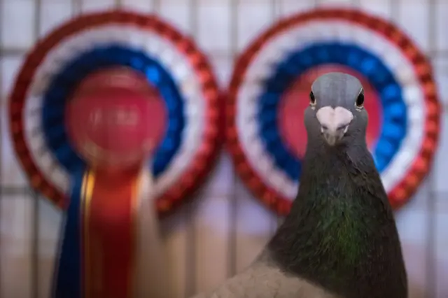 Pigeon racing resumes in the UK on Monday