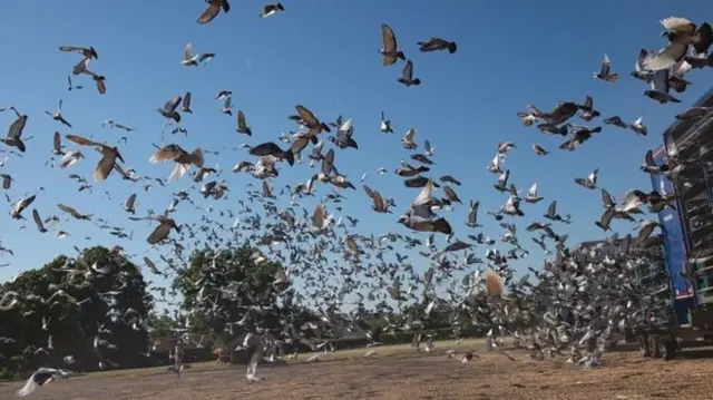 The 4,465 pigeons were released from Wicksteed Park in Northamptonshire