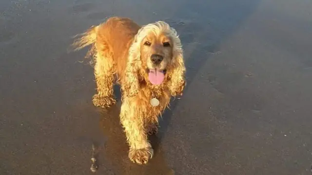 Dog on beach