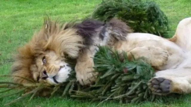 African lion Zuri in 2013 playing with Christmas at Linton Zoo