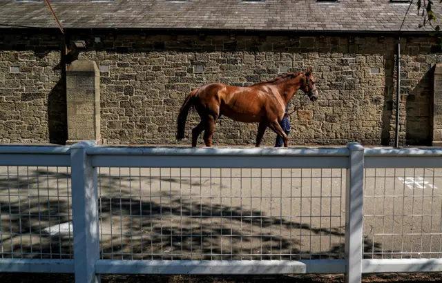 Horse at Newcastle