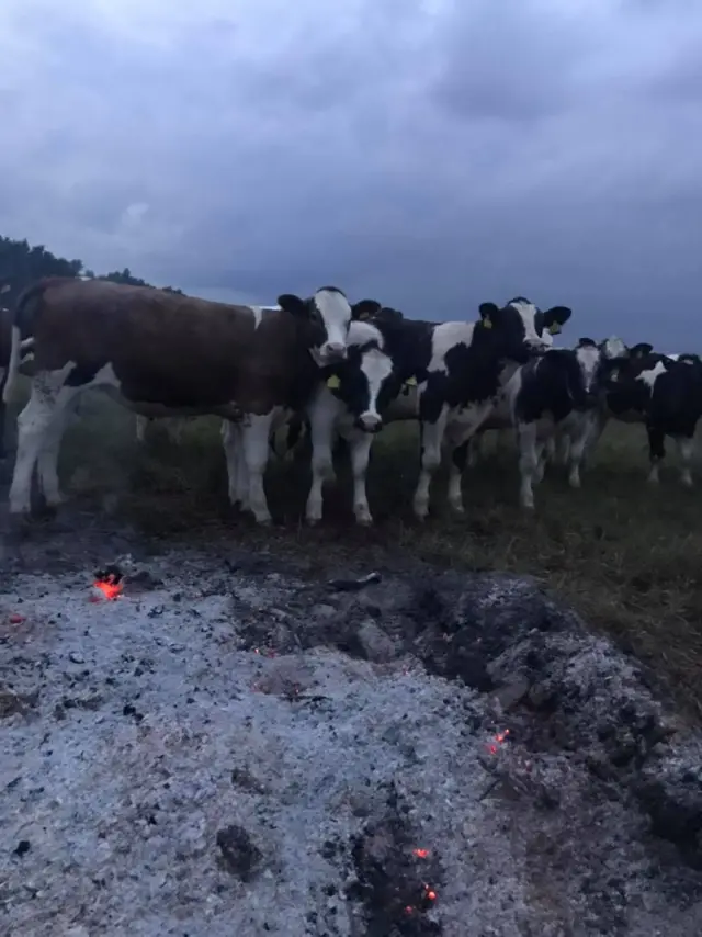 Cows gather around a fire in a field