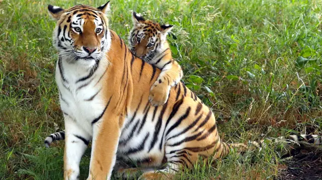 Two tigers