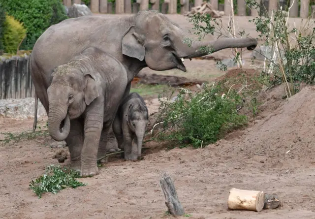 Elephants feed in their enclosure at Chester Zoo in Chester, north west England on June 4, 2020