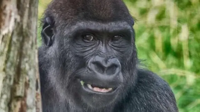 Gorilla