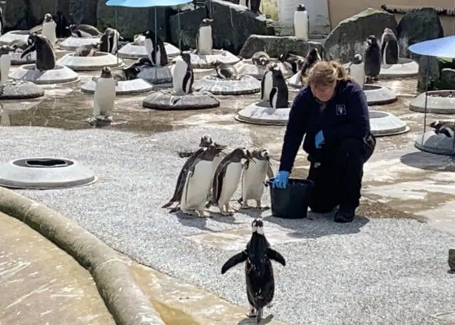 Penguins being fed at Edinburgh Zoo