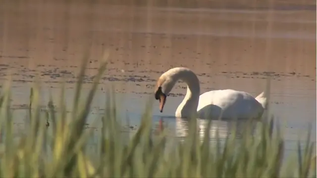 Minsmere Nature Reserve