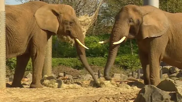 Elephants at Colchester Zoo