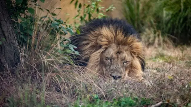 A lion rests in an enclosure at ZSL London Zoo. 10 June 2020