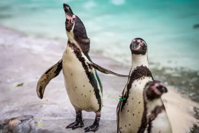 Penguins within their enclosure at ZSL London Zoo. 10 June 2020