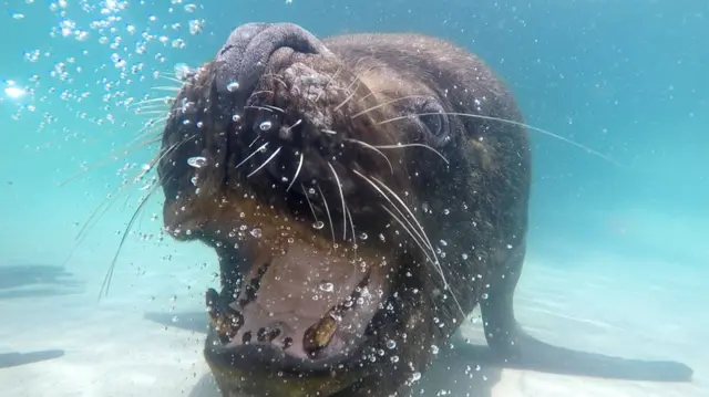 Sealion at Dudley Zoo