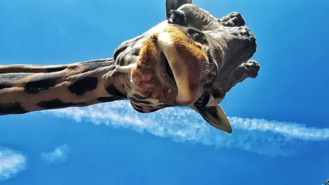 Giraffe