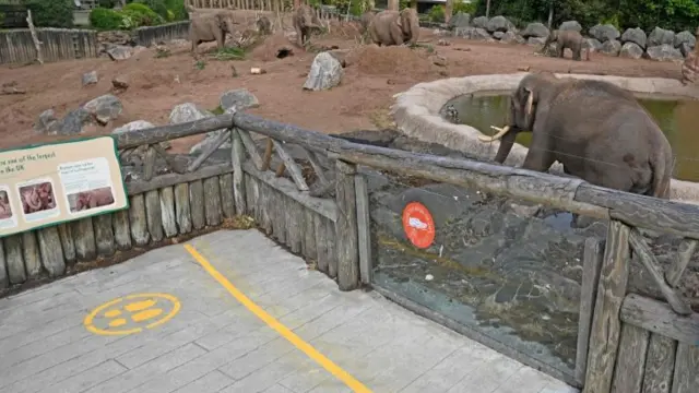 The elephants' enclosure, with social-distancing markers, at Chester Zoo