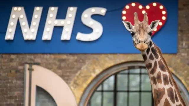 A giraffe in front of an NHS sign