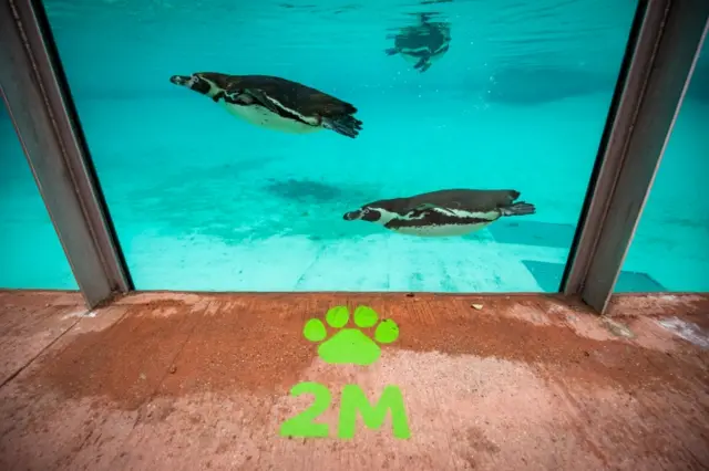 Social distancing markers around the penguin enclosure at ZSL London Zoo