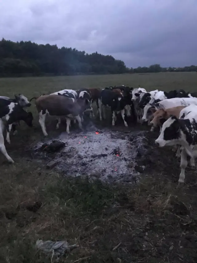 Cows gather around a fire in a field