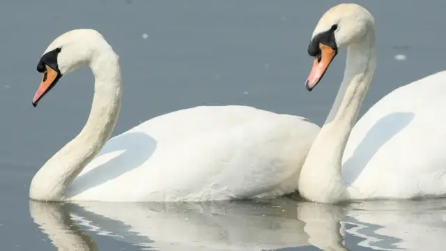 Two swans