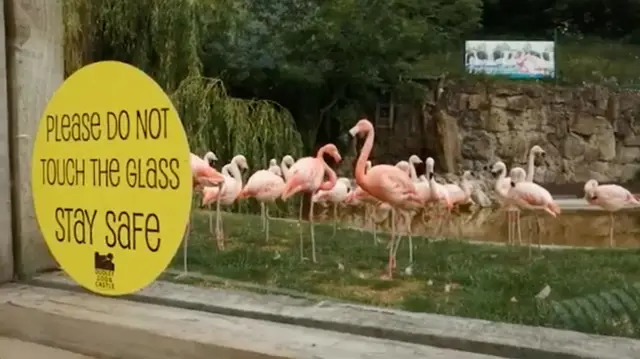 Flamingos at Dudley Zoo