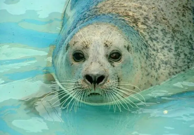 Seal