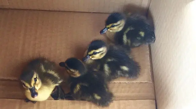 Ducklings