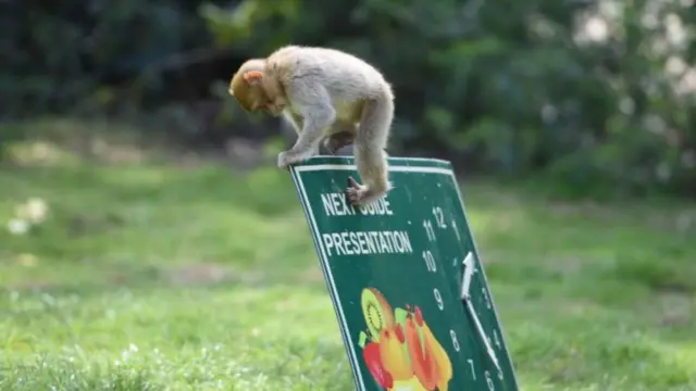 Monkey on sign