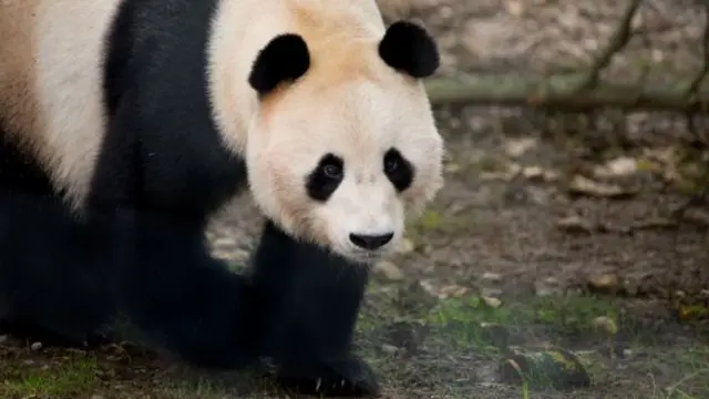 Panda Yang Guang is one of the most popular residents at Edinburgh Zoo