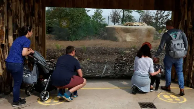 Families gather to watch an animal in its enclosure at Chester Zoo