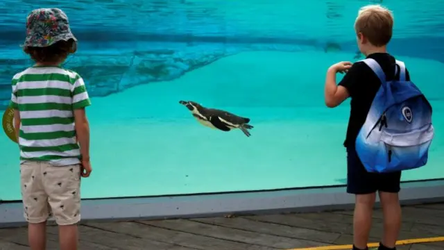 Two young boys watch a penguin swim in its tank in Chester Zoo