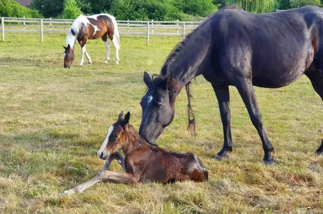 Horse gives birth